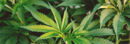 Cannabis Pflanzen