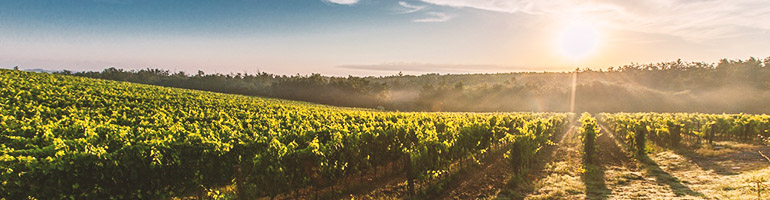 Weinberge bei Sonnenaufgang