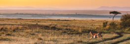 Antilope Sonnenuntergang Kenia Afrika